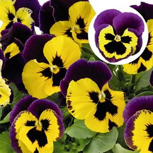 Afbeelding van Viola P9 Grootbloemig Yellow with purple wing